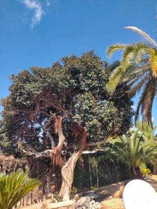 Ficus grande