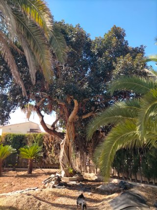 Ficus grande