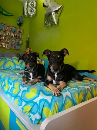 Paseador de perros