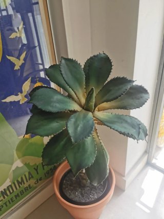 Planta Agave Artificial