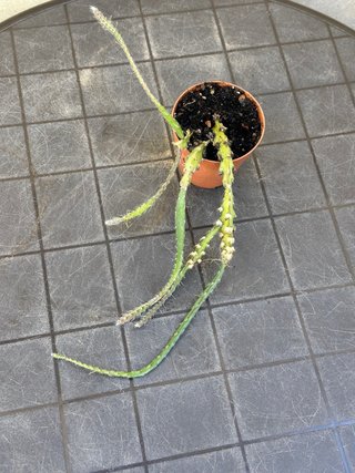 Rhipsalis cactus planta colgante maceta de 8 cm