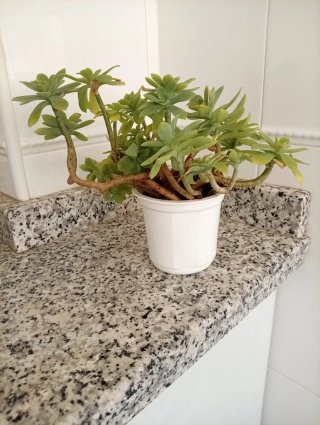 Planta Sedum Palmeri - Tallos Lignificados