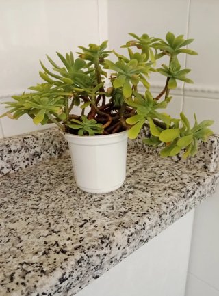 Planta Sedum Palmeri - Tallos Lignificados