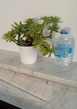 Planta Sedum Palmeri - Tallos Lignificados