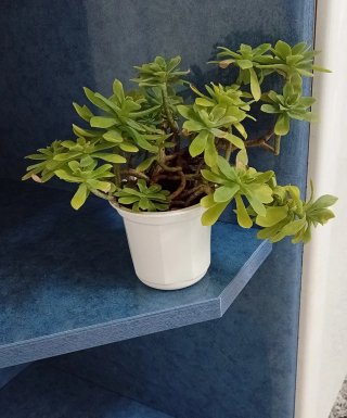 Planta Sedum Palmeri - Tallos Lignificados
