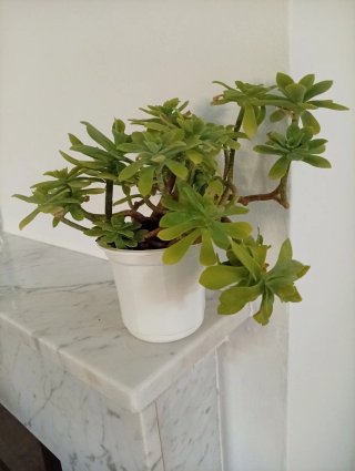 Planta Sedum Palmeri - Tallos Lignificados