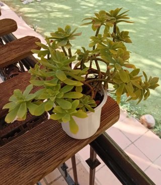 Planta Sedum Palmeri - Tallos Lignificados