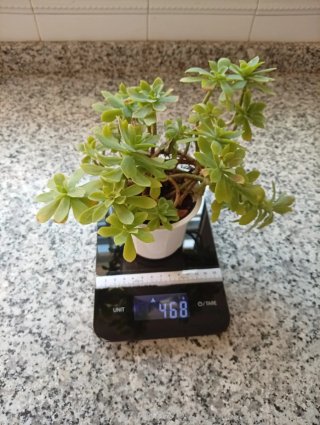 Planta Sedum Palmeri - Tallos Lignificados