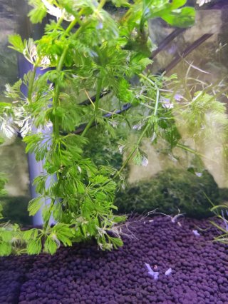 Planta Acuario Cola de Zorro