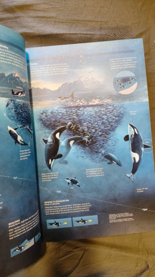 National Geographic Infographics