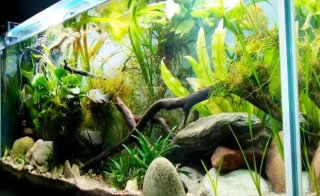Acuario 220L + Mesa (Regalo 50kg Sustrato)