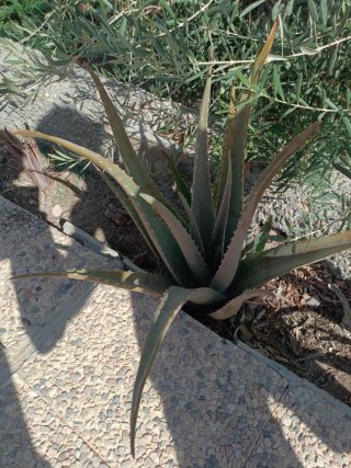 Planta de Aloe Vera