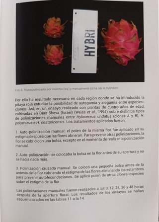 El cultivo de la pitaya