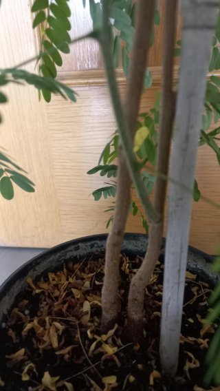 Dos plantas  juntas de Mimosa Tropical-Exterior