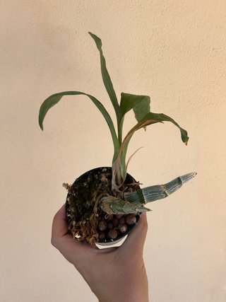 Fredclarkeara After Dark x catasetum tenebrosum
