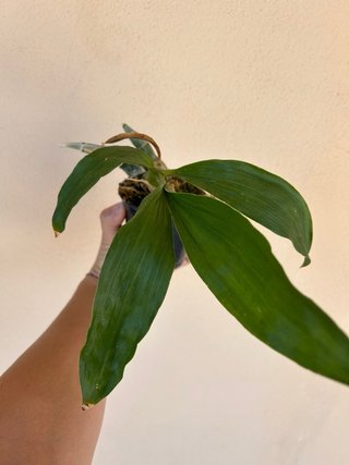 Fredclarkeara After Dark x catasetum tenebrosum