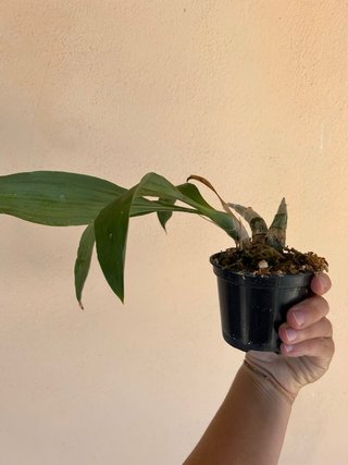 Fredclarkeara After Dark x catasetum tenebrosum