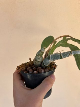 Fredclarkeara After Dark x catasetum tenebrosum