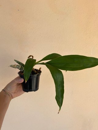 Fredclarkeara After Dark x catasetum tenebrosum