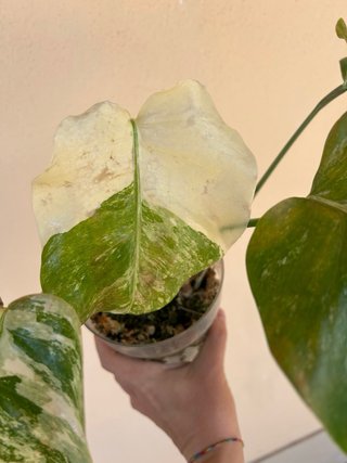 Monstera Albo Variegata