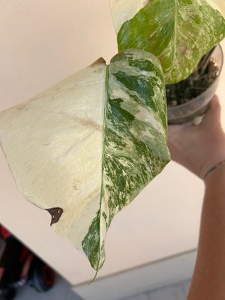 Monstera Albo Variegata