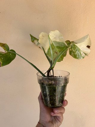 Monstera Albo Variegata