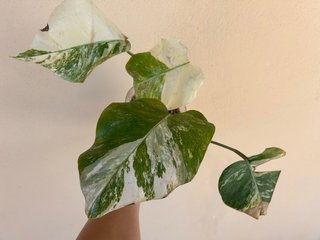 Monstera Albo Variegata