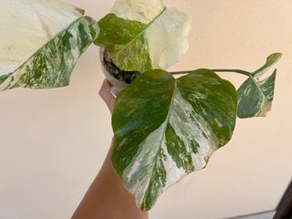 Monstera Albo Variegata