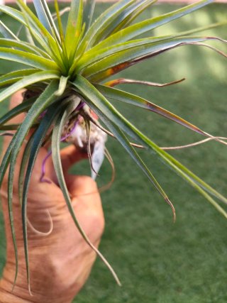 Tillandsia Stricta stropi