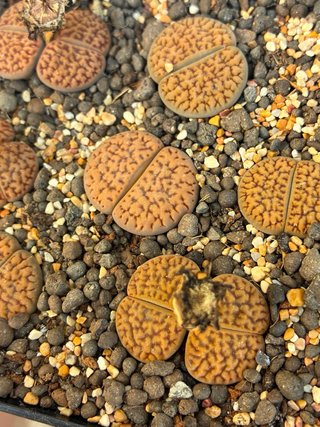 Lithops de coleccion