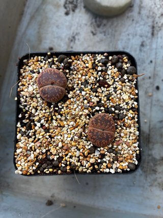 Lithops de coleccion