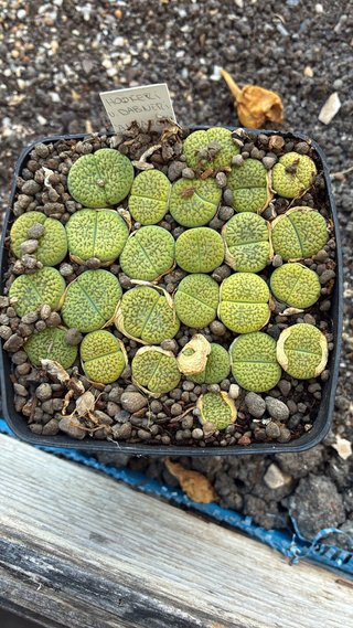 Lithops de coleccion
