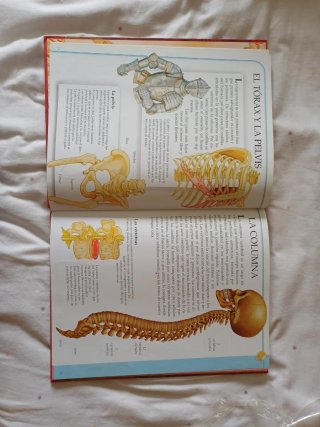 Guía ilustrada del cuerpo humano