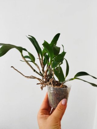 Planta Cattleya Adulta