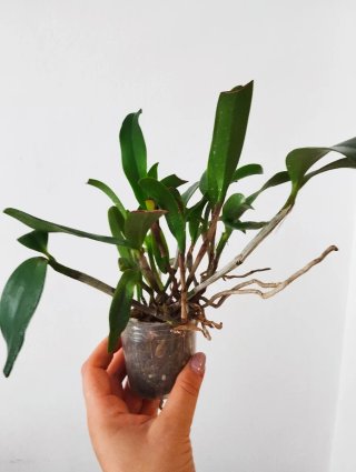 Planta Cattleya Adulta