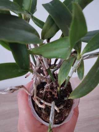 Planta Cattleya Adulta