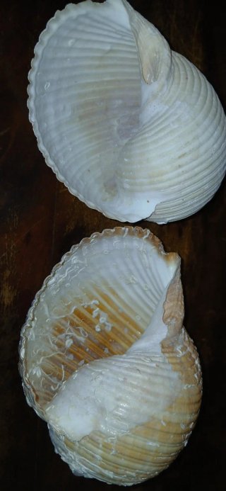 Coppie di conchiglie decorative