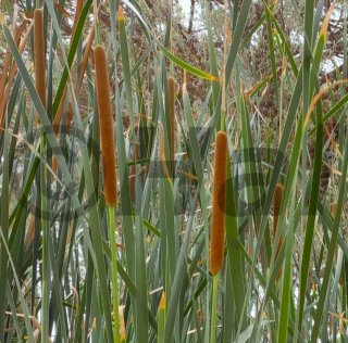 Typha latifolia - pianta acquatica da laghetto