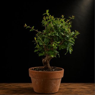 Prebonsái Punica granatum Nejikan