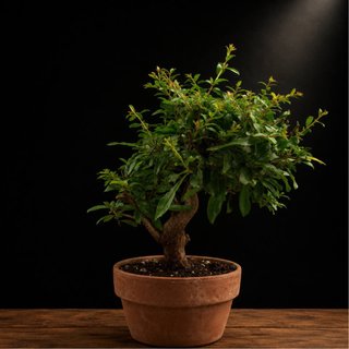 Prebonsái Punica granatum Nejikan