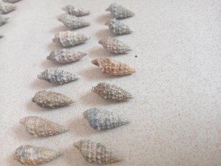 Conchiglie per artigianato