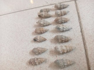 Conchiglie per artigianato
