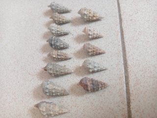 Conchiglie per artigianato