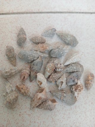 Conchiglie per artigianato