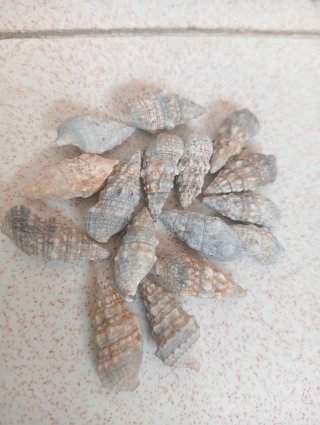 Conchiglie per artigianato