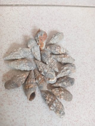 Conchiglie per artigianato