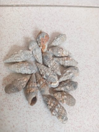 Conchiglie per artigianato