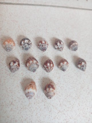 Conchiglie per artigianato