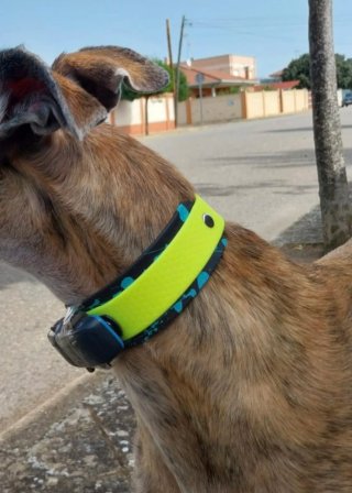 Collar para perro para GPS