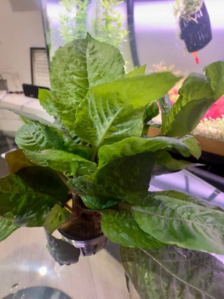 Lote de 10 plantas de acuario variadas y coloridas